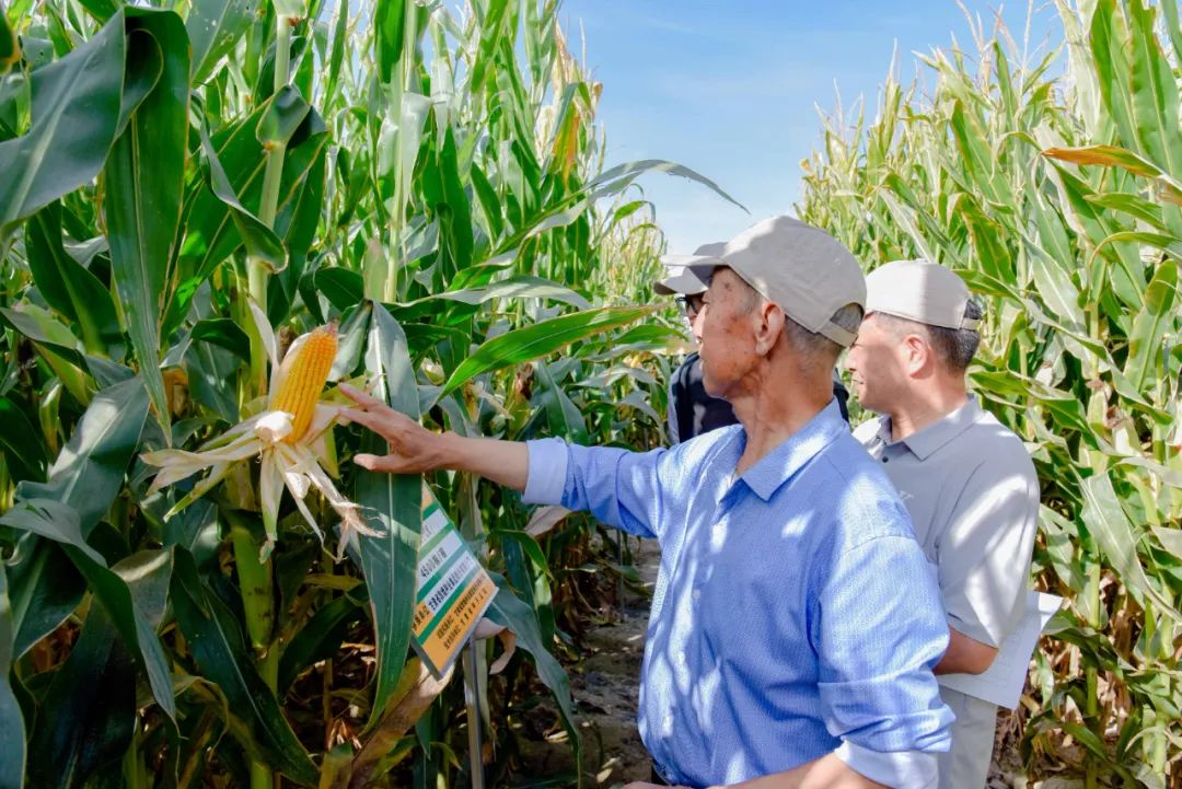 敦煌種業(yè)召開2023年全國玉米遺傳育種學術研討會田間觀摩會